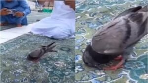 video_viral_burung_merpati_sujud_bareng_jemaah